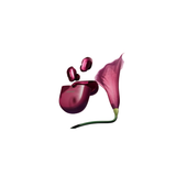 Bose QuietComfort Ultra 2nd Gen Earbuds (Deep Plum)